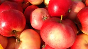 Yle Uutisluokka Triplet: Kotimaista omenaa saa kaupoista entistä useammin myös talvella: 09.01.2018 11.02