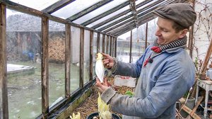 Tanskalainen maajussi: 09.01.2018 12.45