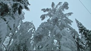 Yle Uutiset selkosuomeksi: 09.01.2018 15.05