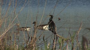 Pohjolan luonto: 14.01.2018 06.00