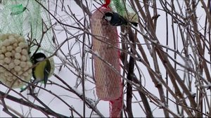 Lintumiehet: 15.01.2018 18.00