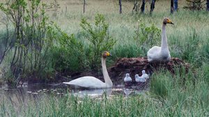 Tarinoita järviltä: 15.01.2018 19.54