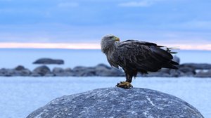 Meri joka katosi: 20.01.2018 00.01