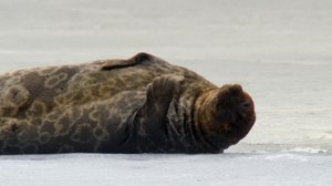Tarinoita järviltä: 21.01.2018 19.30
