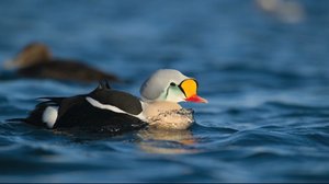 Norjaa ristiin rastiin: 22.01.2018 13.05