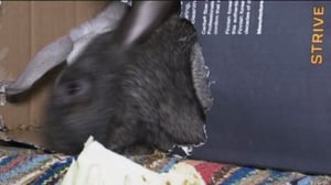 Yle Uutiset Keski-Suomi: Yle Uutiset Keski-Suomi 22-01-2018 Klo 17-06: 22.01.2018 16.38