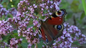 Pohjolan luonto: 23.01.2018 06.00