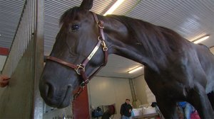 Mitä vain vuoksesi, lemmikkini: 24.01.2018 13.00