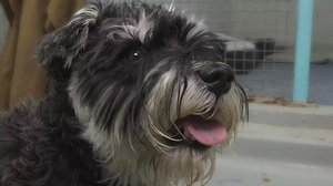 Yle Uutisluokka Triplet: Valvontaeläinlääkäri toivoo, että uusi eläinsuojelulaki helpottaisi eläimen huostaanottoa: 25.01.2018 10.21