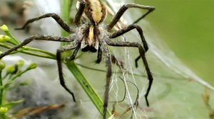 Maapallottelua: 25.01.2018 18.00