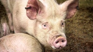 Ruokaratsia: 26.01.2018 16.50