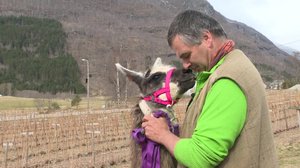 Norjaa ristiin rastiin: 27.01.2018 11.25