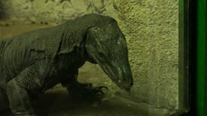 Luonto lähellä: 29.01.2018 08.59