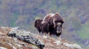 Näin Norjassa: 30.01.2018 10.45