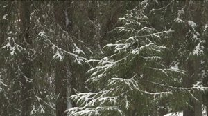 Yle Uutiset Pohjois-Suomi: Yle Uutiset Pohjois-Suomi 30-01-2018 Klo 17-06: 30.01.2018 16.41