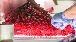 Ruokaratsia: 30.01.2018 16.50