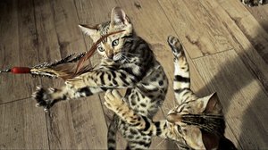 Prisma: Lemmikkien villi sydän: 31.01.2018 06.00