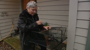 Norjaa ristiin rastiin: 31.01.2018 06.20