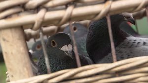 Mitä vain vuoksesi, lemmikkini: 31.01.2018 13.00