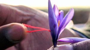 Ruokaratsia: 31.01.2018 16.50