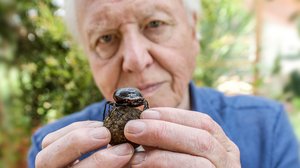 Luontohetki: Attenborough'n erikoiset: 04.02.2018 06.00