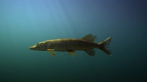 Tarinoita järviltä: 04.02.2018 19.30