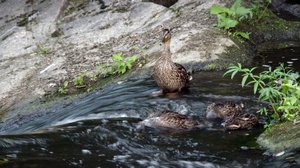 Tarinoita järviltä: 05.02.2018 19.53
