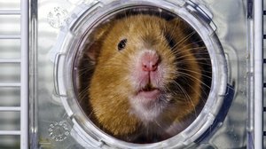 Prisma: Lemmikkien villi sydän: 07.02.2018 06.00