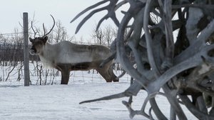 Mitä vain vuoksesi, lemmikkini: 07.02.2018 13.00