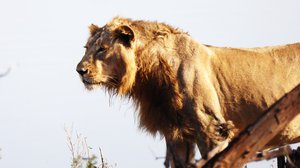 Avara luonto: Kätketty Intia: 10.02.2018 06.00