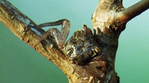 Afrikan luonnon helmiä: 11.02.2018 18.39