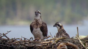 Tarinoita järviltä: 11.02.2018 19.30