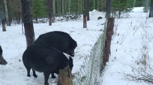 Luonto lähellä: villisiat Suomessa: 12.02.2018 08.46