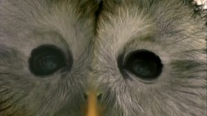 Lintumiehet: 12.02.2018 18.00