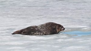 Yle Uutisluokka Triplet: Saimaalla syntymässä jopa 90 kuuttia: 13.02.2018 09.58