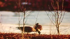 Luonto on vielä meidän: merihanhi ja räyskä: 15.02.2018 00.01