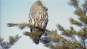 Luonto on vielä meidän: pöllötkö pöllöjä?: 15.02.2018 00.01