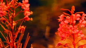 Luonto on vielä meidän: salomaa ja aarniometsä: 15.02.2018 00.01