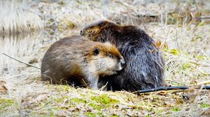 Tarinoita järviltä: 18.02.2018 19.30