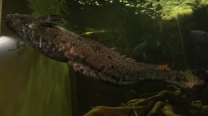 Luonto lähellä: talvehtivat kalat: 19.02.2018 08.26