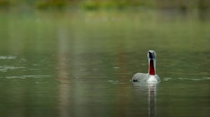 Tarinoita järviltä: 19.02.2018 19.54