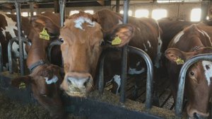 Yle Uutiset Häme: Yle Uutiset Häme 23-02-2018 klo 17-06: 23.02.2018 16.17