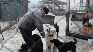 Spotlight: Kulkurista kotikoiraksi: 25.02.2018 07.00