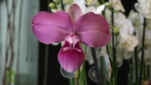 Luonto lähellä: 26.02.2018 08.26