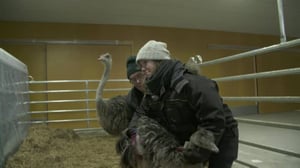 Efter Nio: Sonja & Mårten på strutsfarm: 26.02.2018 21.00