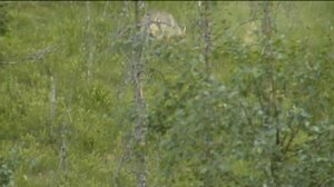 Yle Uutiset Pohjanmaa: Yle Uutiset Pohjanmaa 26-02-2018 Klo 17-06: 27.02.2018 02.39