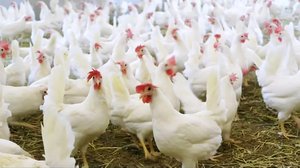 Yle Uutisluokka Triplet: Kuluttajien valinnat vaikuttavat kananmunien tuotantoon: 01.03.2018 11.46