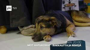 MOT: Katukoirat - rakkautta ja riskejä (S): 02.03.2018 09.07