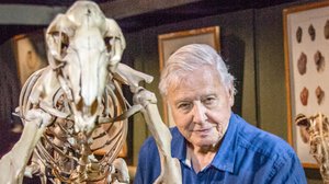 Luontohetki: Attenborough'n erikoiset: 04.03.2018 06.00