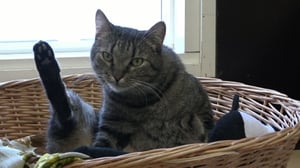 Luonto lähellä: Mikkelin eläintalo: 05.03.2018 08.53